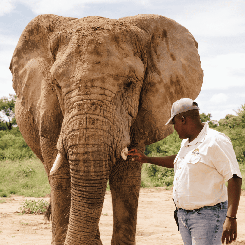 ELEPHANT EXPERIENCE Elephant Experience<br />