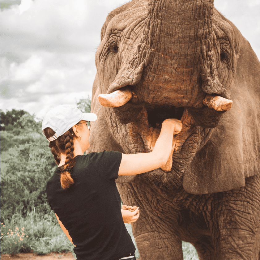 ELI INTER 1 Elephant Interaction 2
