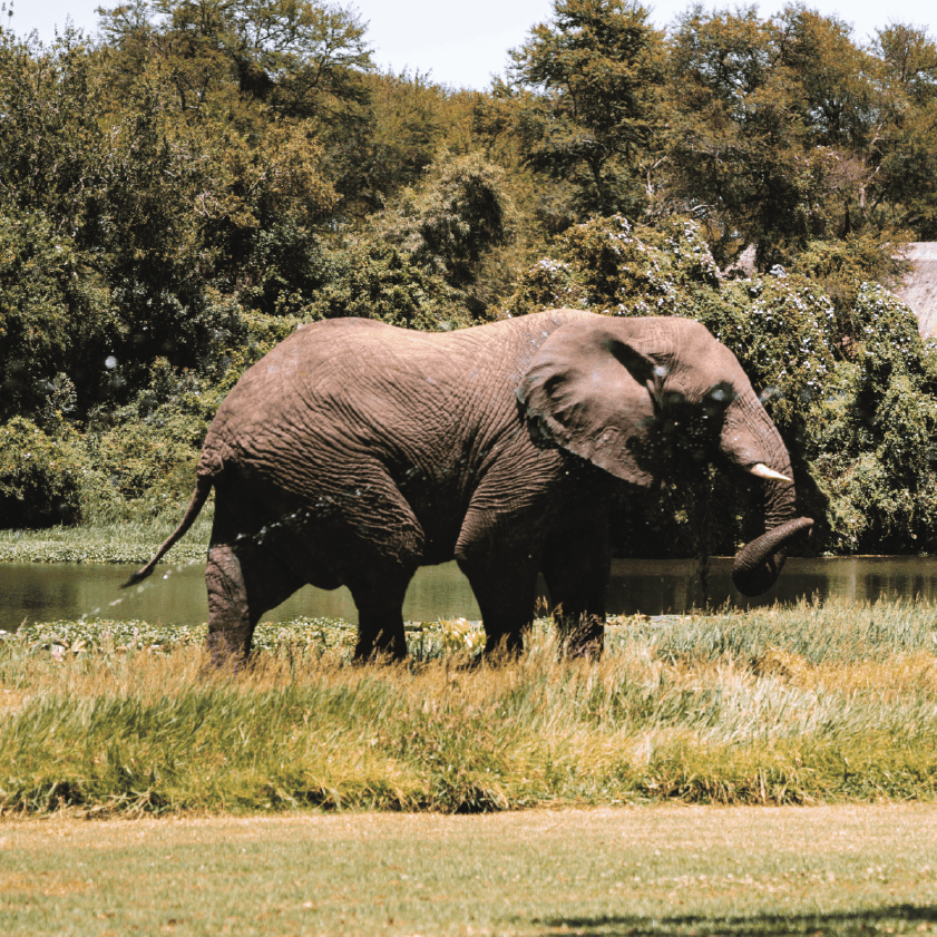 ELI INTER 4 Elephant Interaction 4