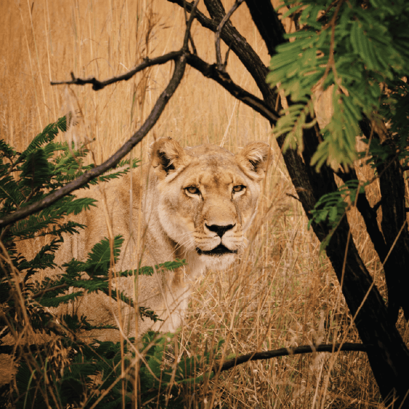 Lion Feeding 1