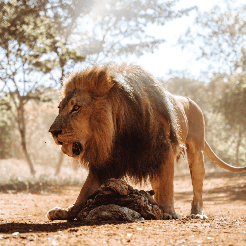 LION FEEDING Lion Feeding