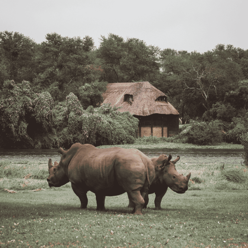 Rhino Experience