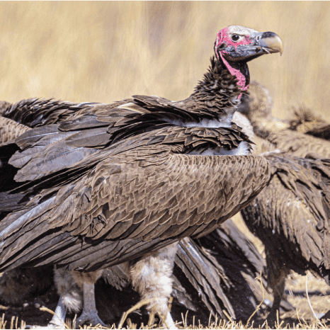 Conservation - Vulture1