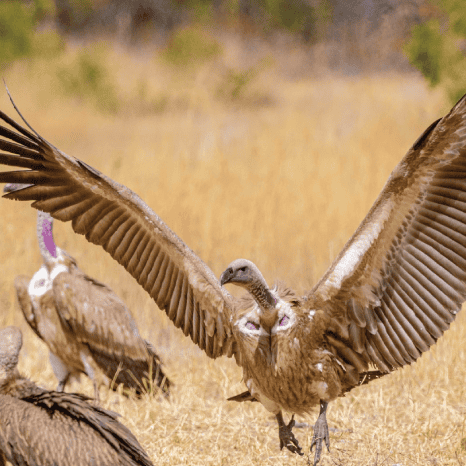 Conservation - Vulture 3<br />

