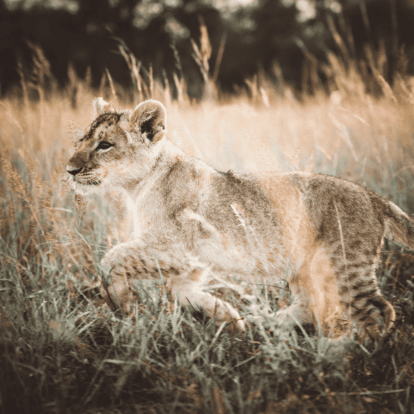 Lion 1