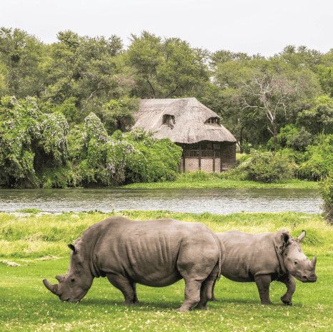 RHino 3